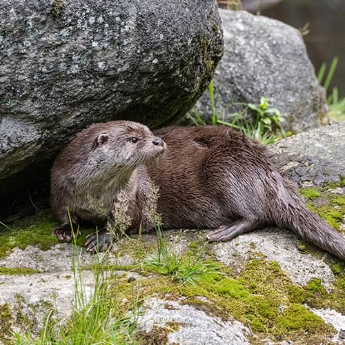 Loutre d europe rocher