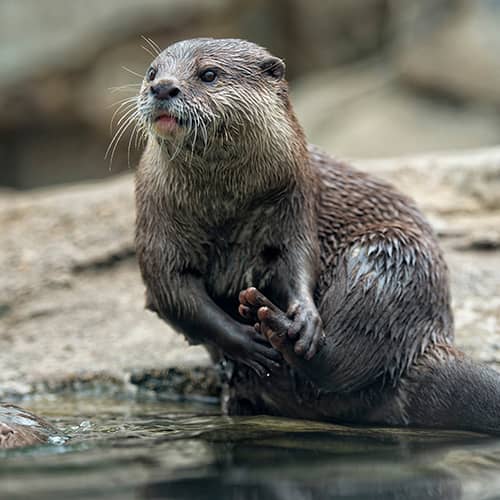 Loutre d europe toilette