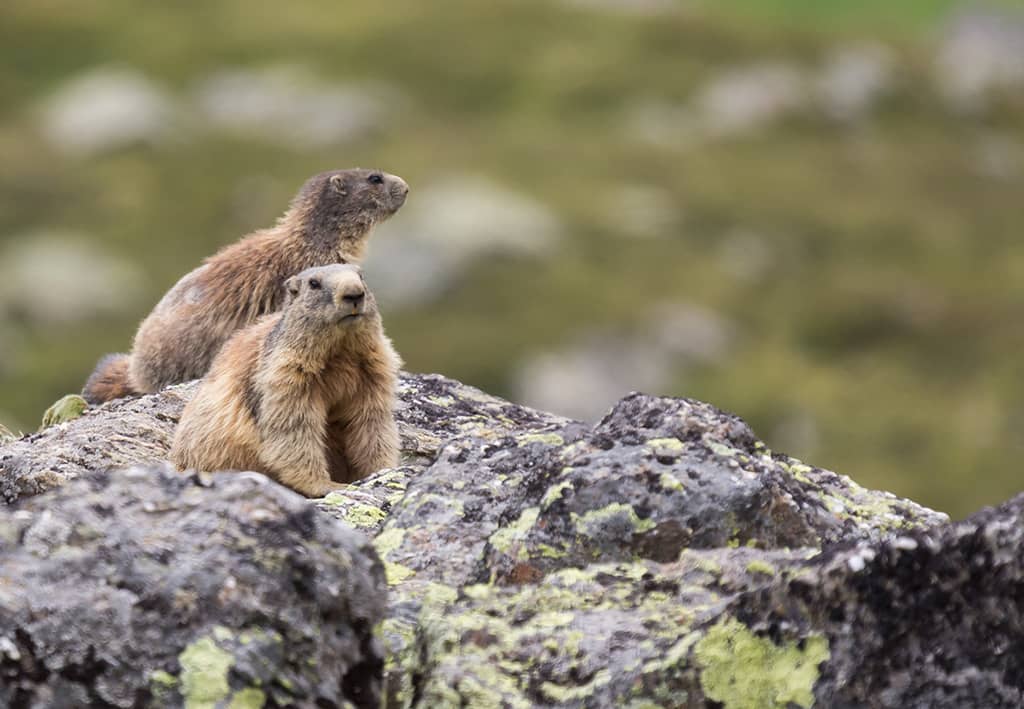 La marmotte des Alpes : son signe particulier