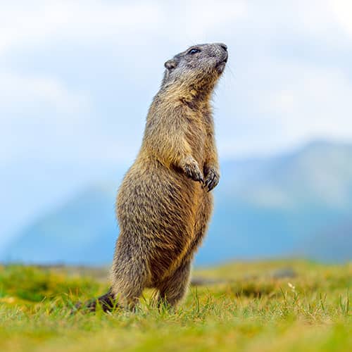 Marmotte des alpes debout