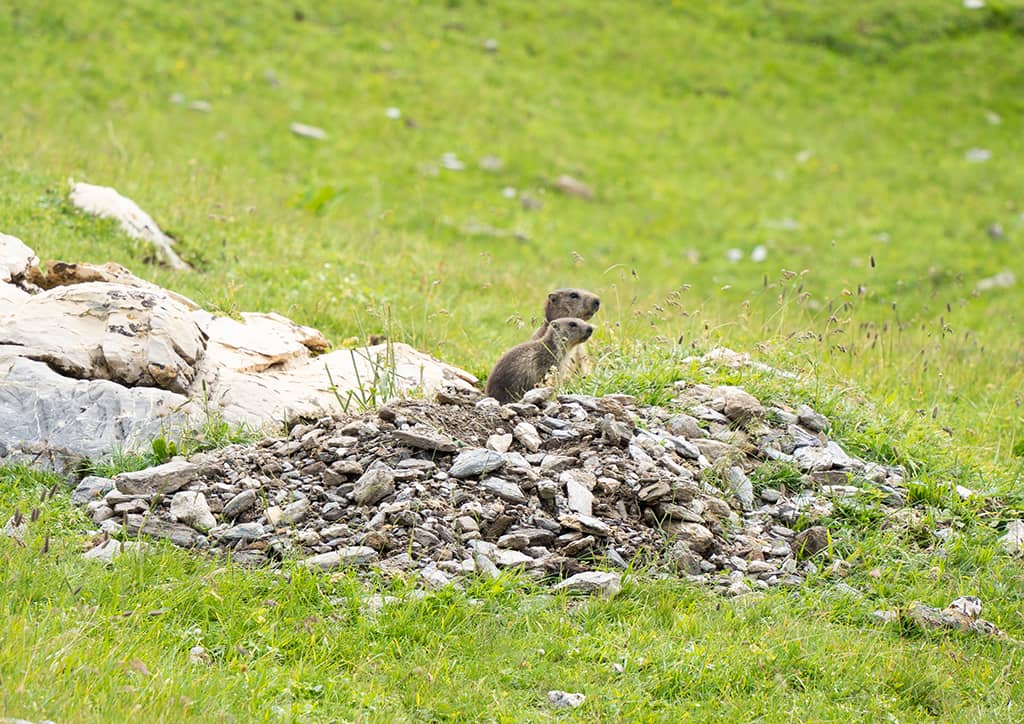 La marmotte des Alpes : sa maison