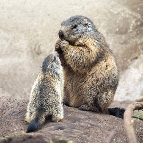 Marmotte des alpes petit