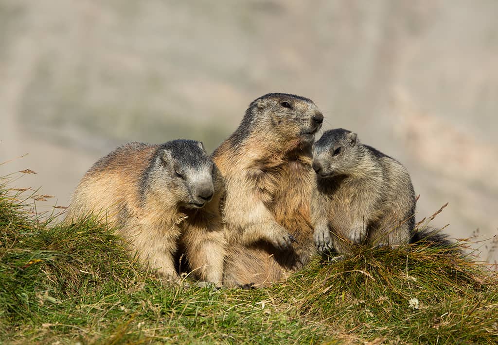 La marmotte des Alpes : ses petits
