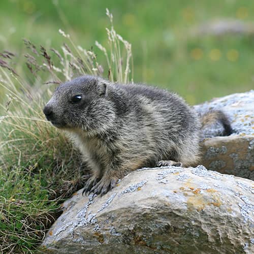 Marmotte des alpes petit3