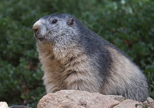 La marmotte des Alpes