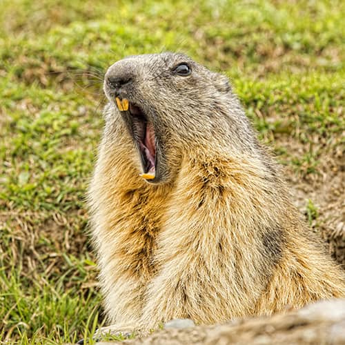 Marmotte des alpes siffle