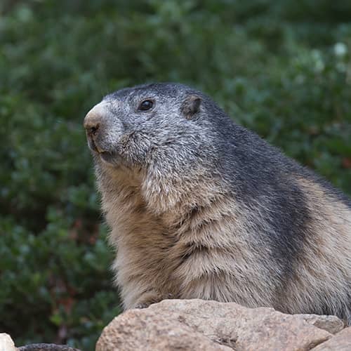 Marmotte des alpes2