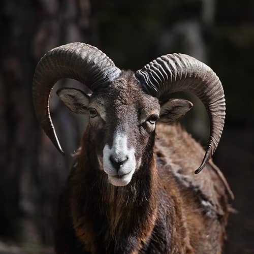 Mouflon mediterraneen cornes