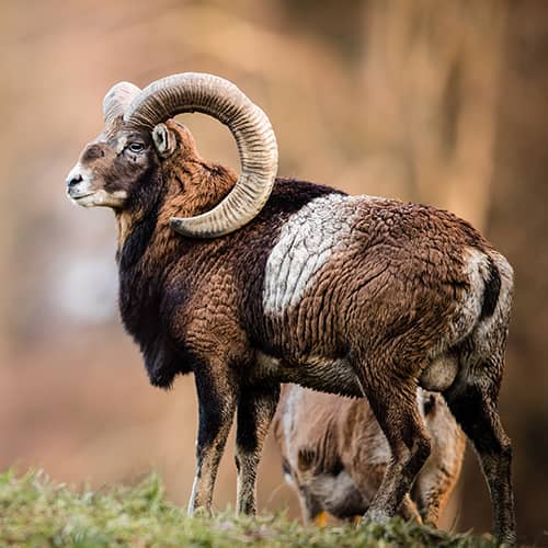 Mouflon mediterraneen male