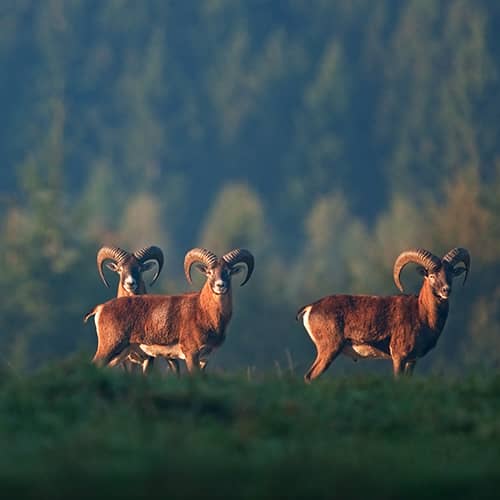 Mouflon mediterraneen males groupe