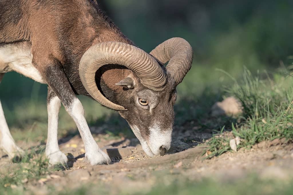 Le mouflon méditerranéen : son menu