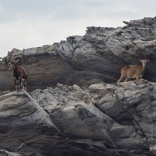 Mouflon mediterraneen montagne