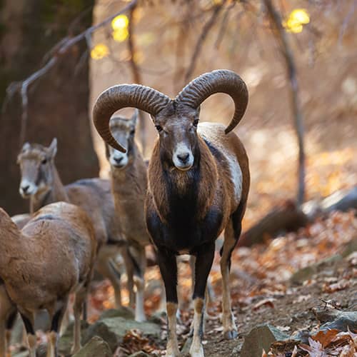 Le mouflon méditerranéen