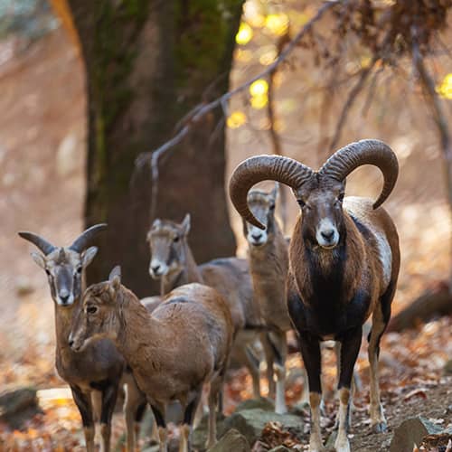 Mouflon mediterraneen troupeau