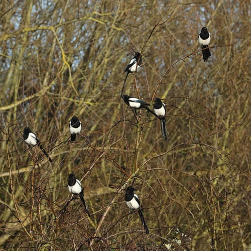 Pie bavarde groupe arbre2