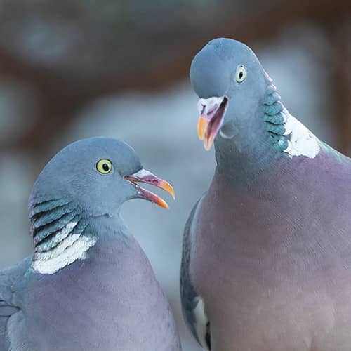 Pigeon ramier couple