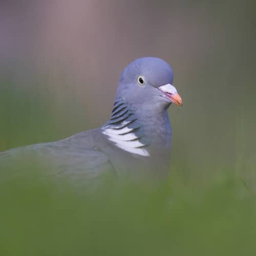 Pigeon ramier herbe