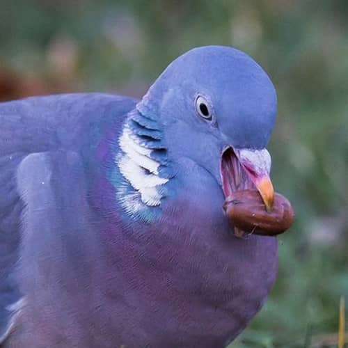 Pigeon ramier mange gland