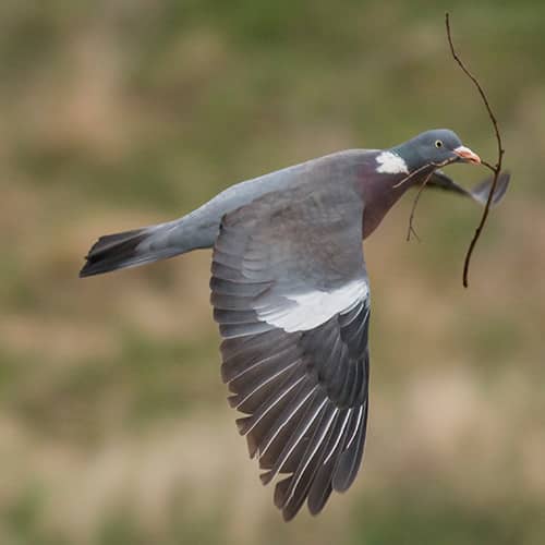 Pigeon ramier vol brindille