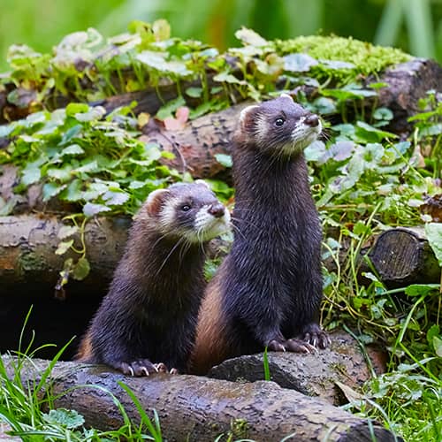 Putois couple