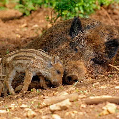 Sanglier compagnie laie marcassin