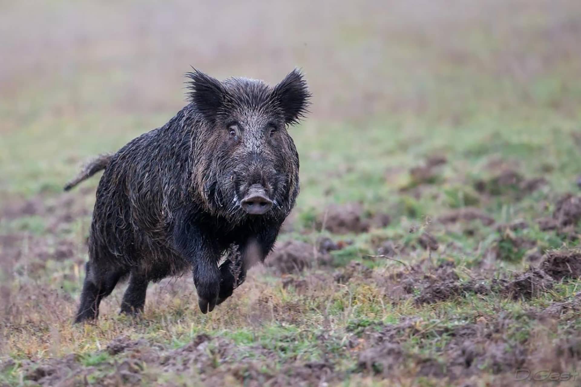 Fiches animaux - Le sanglier