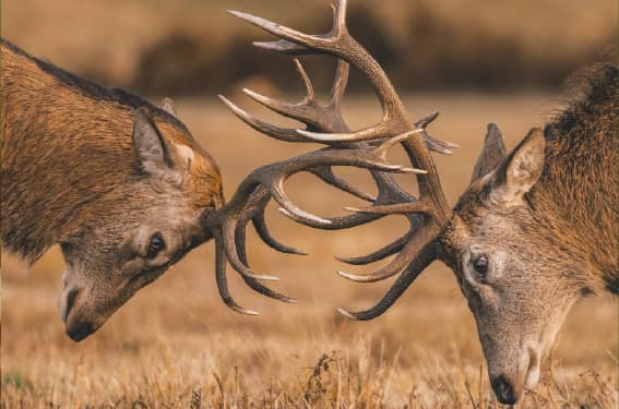 Défil'doc le cycle des bois du cerf