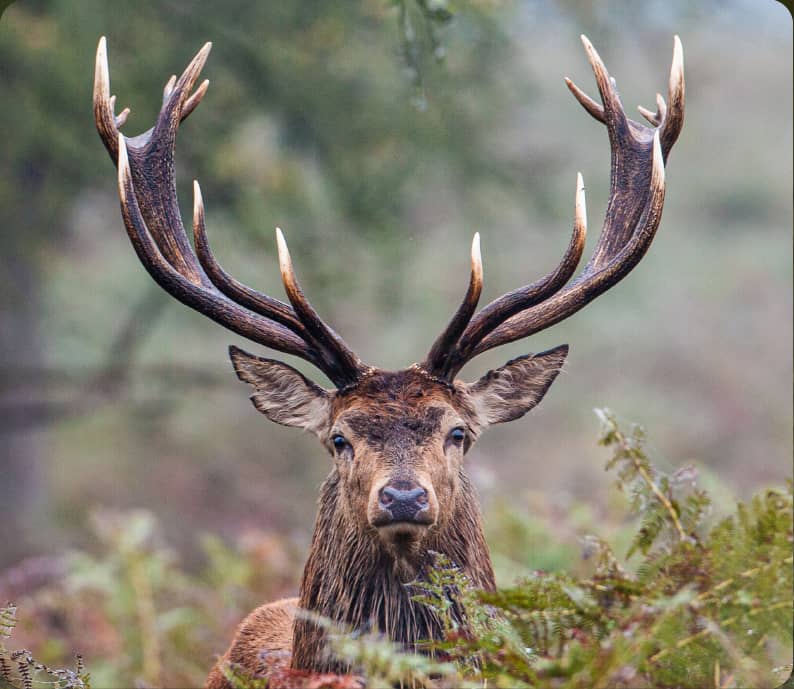 Défil'doc Le cycle des bois du cerf, les bois c'est quoi ?