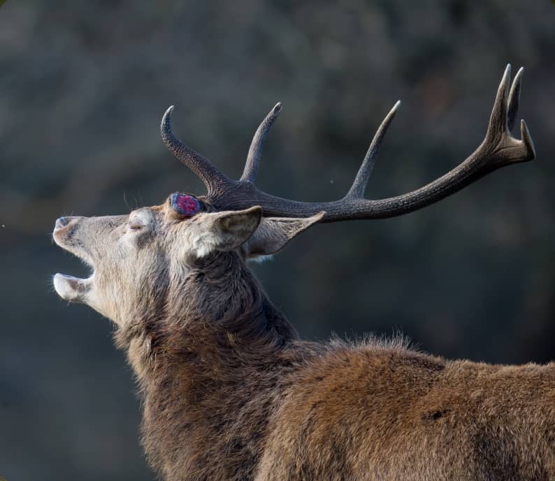 Défil'doc Le cycle des bois du cerf, chute des bois !