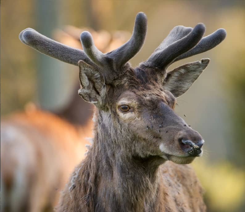 Défil'doc Le cycle des bois du cerf, ça repousse !