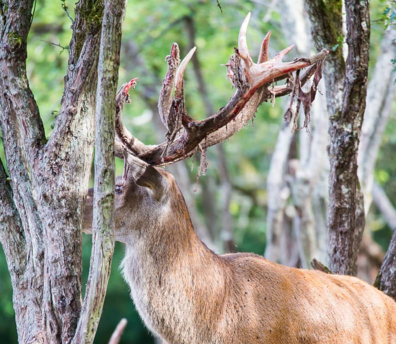 Défil'doc Le cycle des bois du cerf, des bois tout neufs !