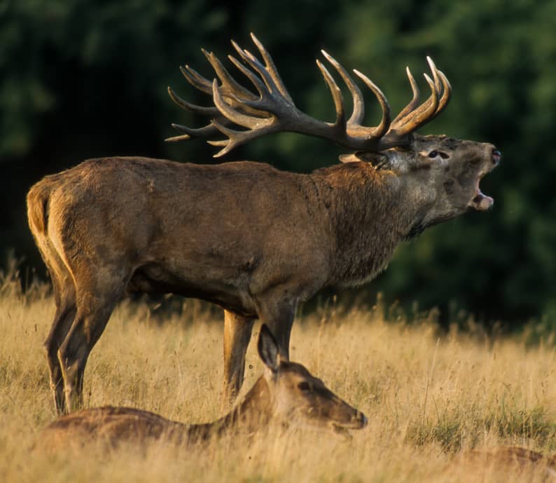 Défil'doc Le cycle des bois du cerf, la saison des amours