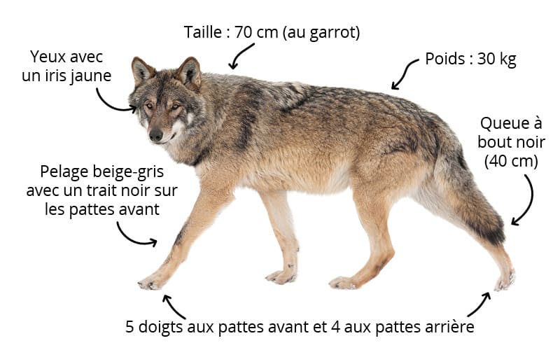 Fiches animaux - Le loup