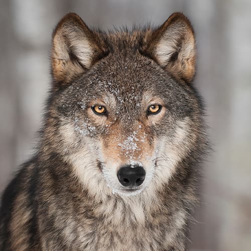 Le loup