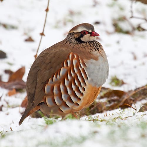 La perdrix rouge