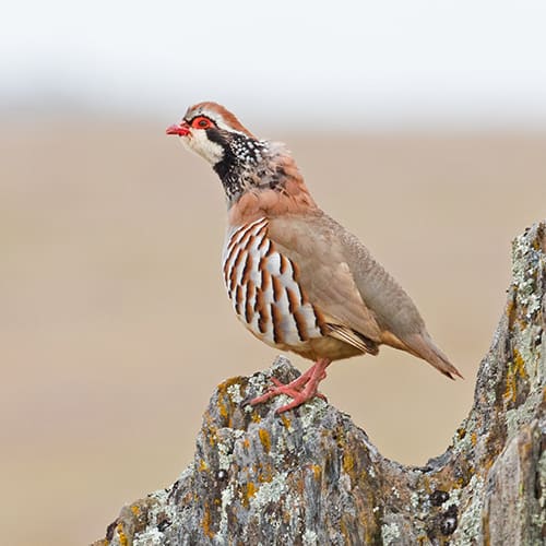 La perdrix rouge