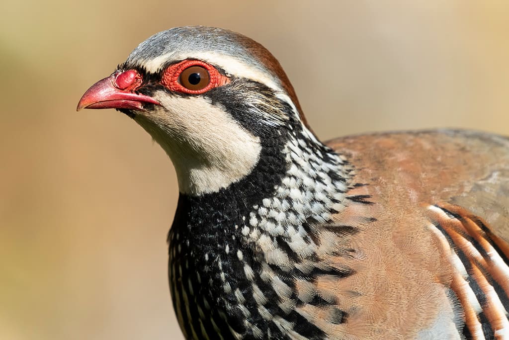 Les animaux à la loupe : observer les animaux sauvages