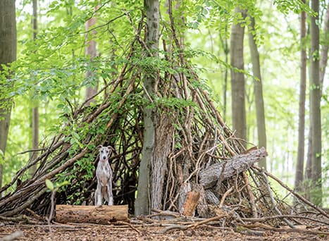 Jeu dans la nature : ta cabane des bois