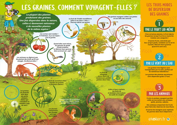 Poster : Les graines comment voyagent-elles