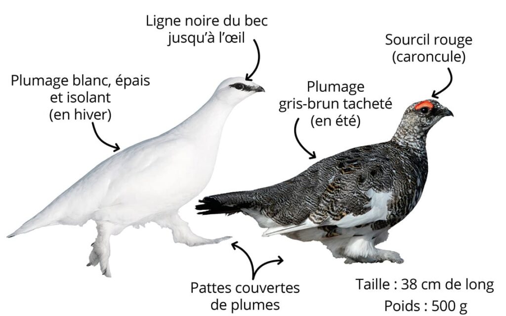 Le lagopède alpin : comment le reconnaître