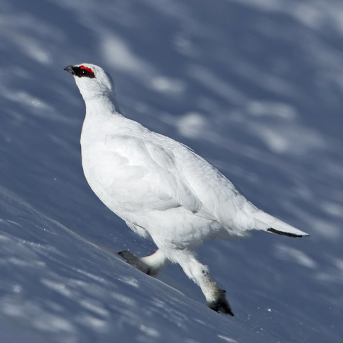 Le lagopède alpin