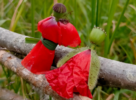 Tes poupées en coquelicot